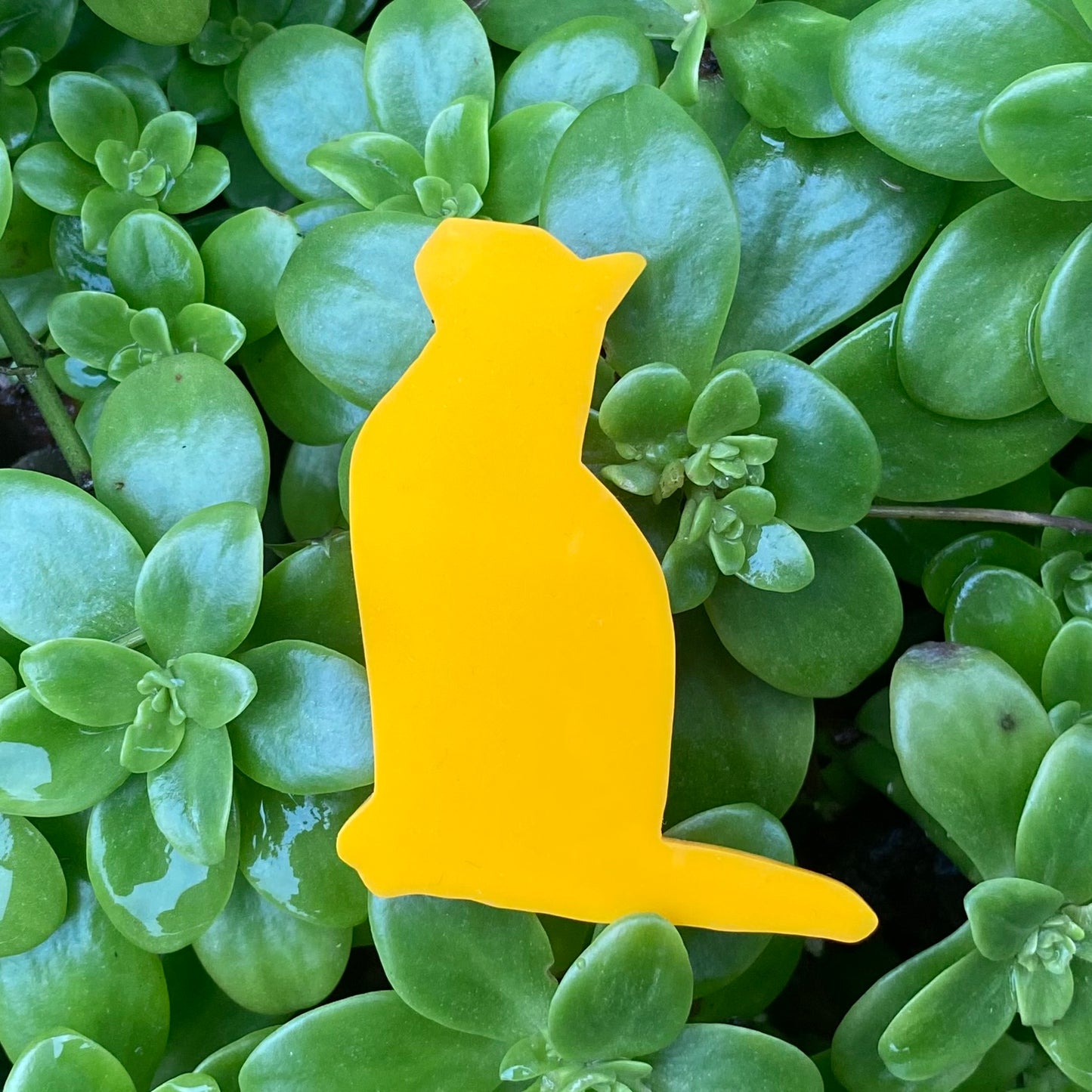 Pop Cats Brooch - Patience