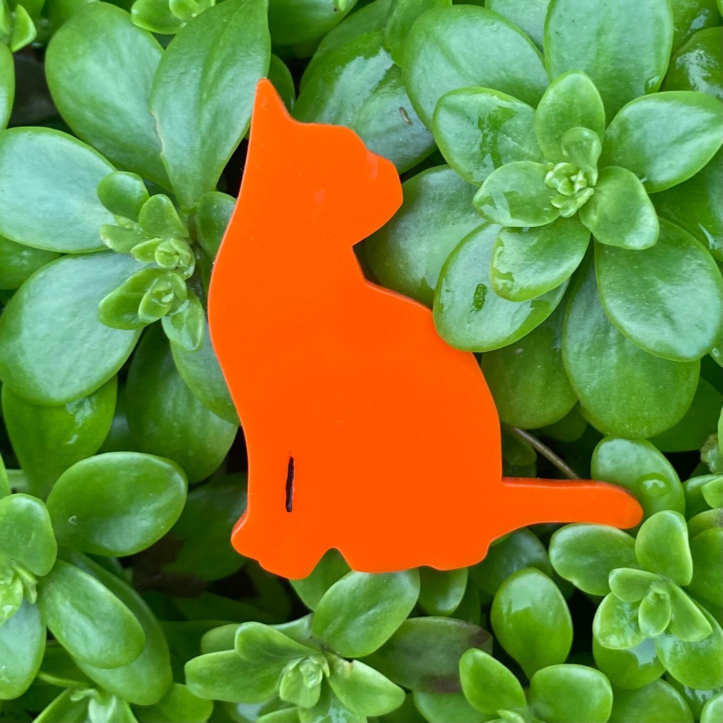 Pop Cats Brooch - Inquisitive